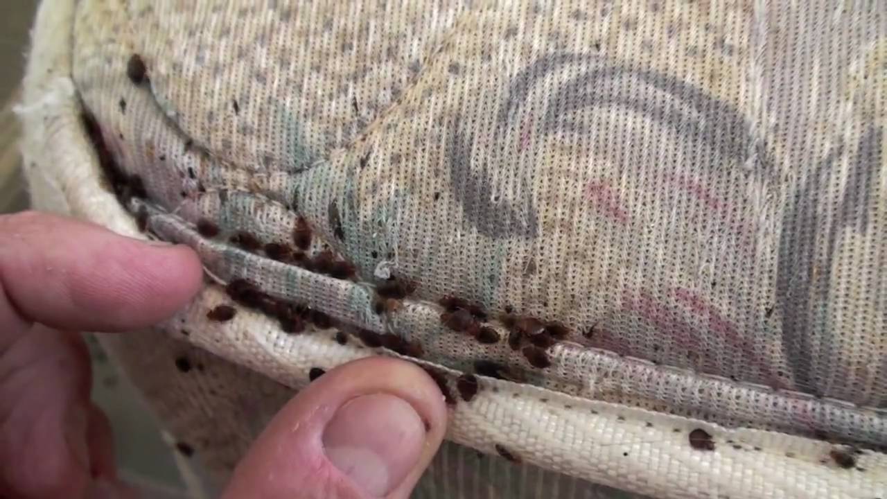 bed bugs infestation